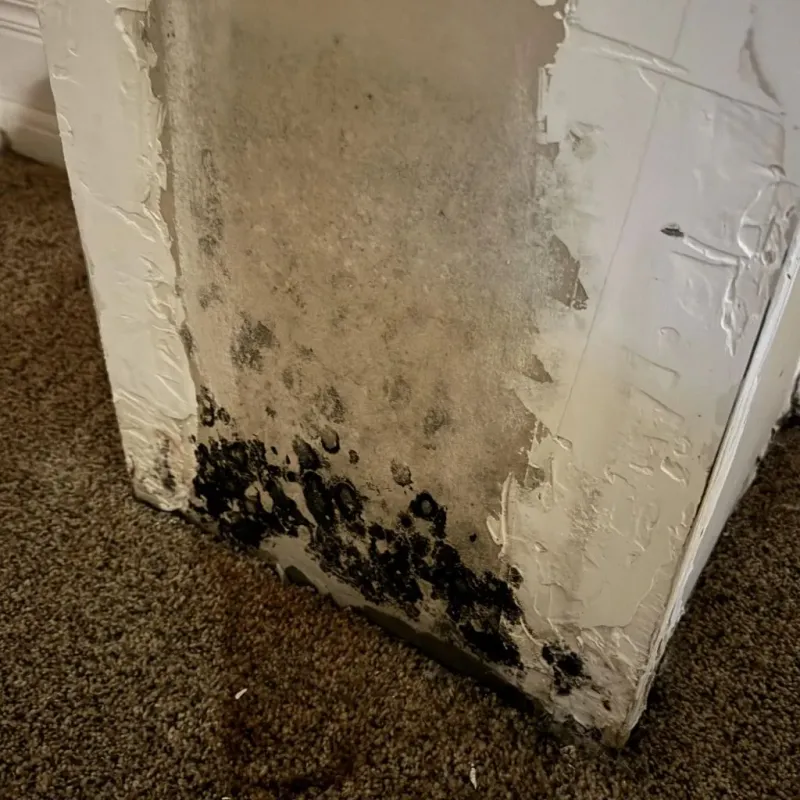 Professional Mold Removal in Lawrence County, OH